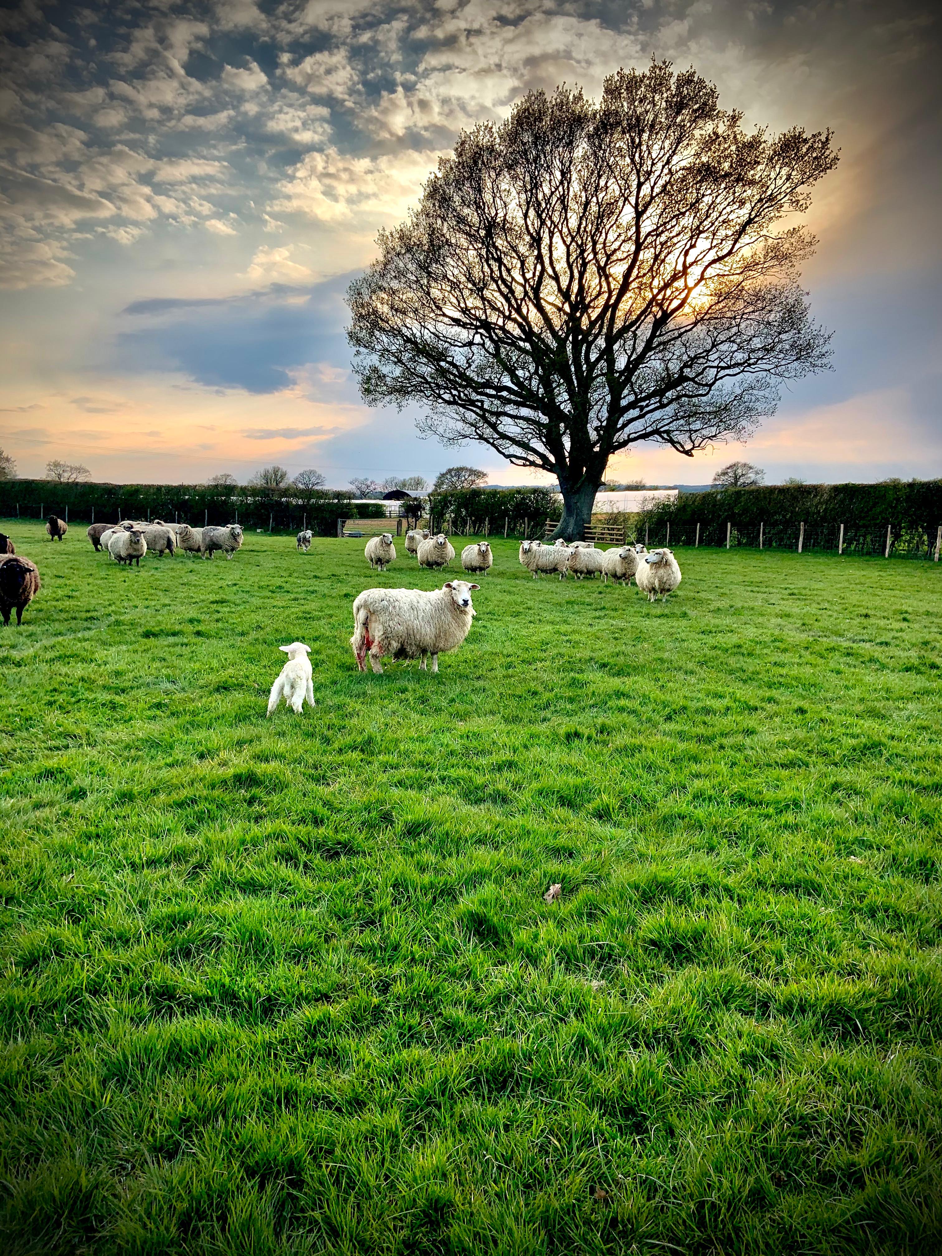 Sunset over a Kent meadow with a lone oak and grazing sheep